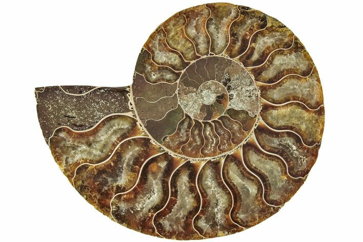 Cut & Polished Ammonite Fossil (Half) - Madagascar #206835